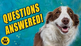 Things You Should Know about Border Collies [upl. by Olrac]