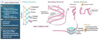 Biology and Biochemistry DNA Compaction [upl. by Thorner785]