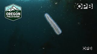 Strange creatures are showing up by the millions along the coast  Pyrosomes  Oregon Field Guide [upl. by Shanley]