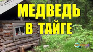 ОХОТА НА МЕДВЕДЯ  ШАТУН В БЕРЛОГЕ  ТАЙГА [upl. by Ijnek]