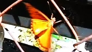 Butterfly Attacks Spider 300fps Slow Motion Casio EXF1 V11421 [upl. by Annaor]