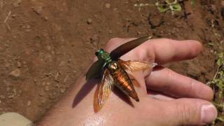 Iridescent Jewel Beetle family Buprestidae taking off in flight near Pune India [upl. by Herminia]