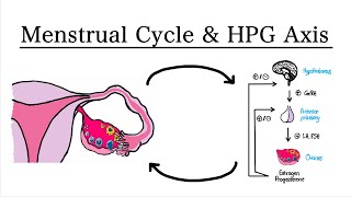 Menstrual Cycle and HypothalamusPituitaryOvarian Axis  MCAT Biology [upl. by Retnuh]