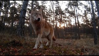 Przejście wilków najlepsze ujęcie na które czekałem dwa lata [upl. by Hahseram]