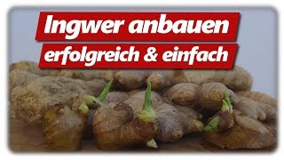 Alle wichtigen Tipps zur Ingwer Anzucht  Ingwer erfolgreich anbauen 6 [upl. by Rinum670]