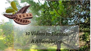 10 Vídeos 10 Plantas  A Alfarrobeira Ceratonia siliqua [upl. by Iel]