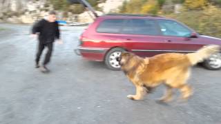 Leonberger dog Aslan  wooohoooowww what a fun [upl. by Ivanna]