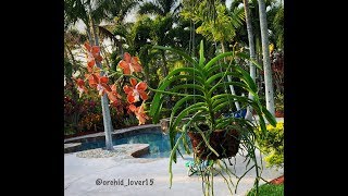 Vanda Orchid Care for Beginners Watering and Fertilizing Vanda Orchids Orchid Diva [upl. by Ignacius]