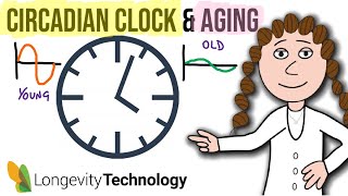 Circadian rhythms and aging [upl. by Windham]