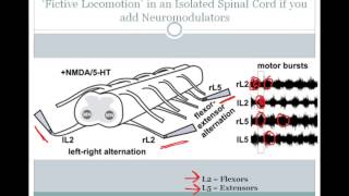 SJSU Neurophysiology  Lecture 12  Central Pattern Generators [upl. by Atnek]