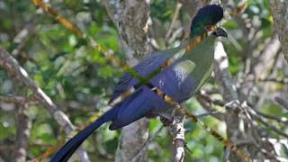 Birds of Zimbabwe 2wmv [upl. by Ahsimat]