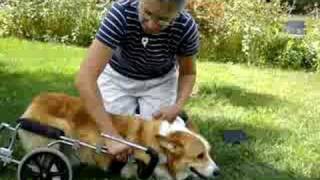 How to put a dog in an Eddies Wheels counterbalanced cart [upl. by Nehttam211]