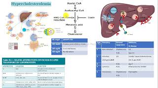 caso clínico hipercolesterolemia colesterol estatinas bioquímica [upl. by Orpah]