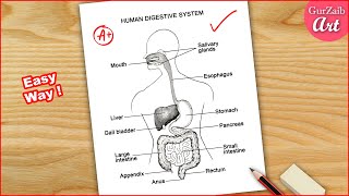 Human Digestive system Labelled Diagram Drawing  easy  step by step [upl. by Dlanar512]