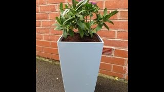 Lechuza Self Watering Planter Review [upl. by Melborn159]