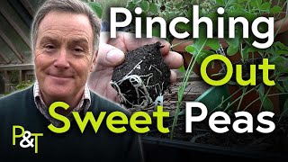 How to Pinch Out Sweet Peas  Pots amp Trowels [upl. by Sej]