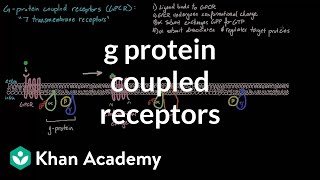 G Protein Coupled Receptors  Nervous system physiology  NCLEXRN  Khan Academy [upl. by Valsimot]