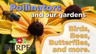 Pollinators And Our Gardens [upl. by Garcon]