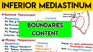 Inferior mediastinum  Mediastinum anatomy 3 MbbsclasseswithASHISH [upl. by Eniamaj]