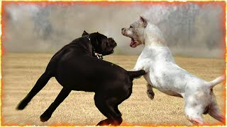 Cane Corso VS Dogo Argentino [upl. by Ecertap197]