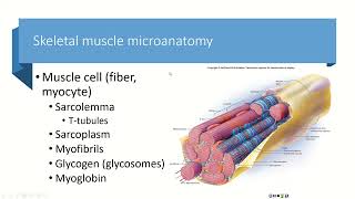 Chapters 10amp11 Part 1 Microanatomy of Muscle [upl. by Alisen]