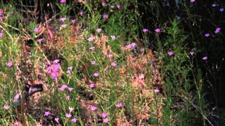 Idyllwild Nature Center  Wildflower Festival [upl. by Llennoc748]