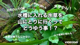 水草は山に自生している‼️そいつを取りに行く‼️メダカ [upl. by Jada]