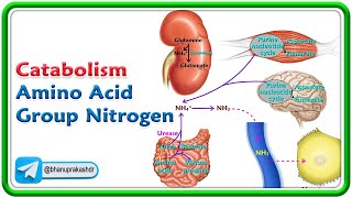 Transamination Oxidative deamination and Sources of Ammonia Animation  USMLE Step 1 Biochemistry [upl. by Mellie]