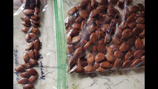 American Persimmon Seed Stratification 2020 [upl. by Ekaj176]