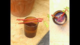 Summer PlantIresine Plant PropagationRooting Cuttings in WaterUrdu [upl. by Mima]