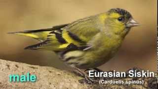 Siskin  Eurasian Siskin Bird Call and Pictures for Teaching BIRDSONG [upl. by Nilauqcaj413]