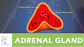 ADRENAL GLAND [upl. by Anika646]