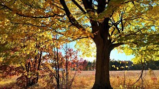 Fall Colors Maplehurst Natural Area Michigan [upl. by Anyal420]