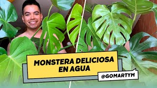 Cómo propagar tu Monstera deliciosa en agua Guía completa para el éxito [upl. by Nyltiak]