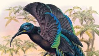 David Attenborough on Sharpes Birds of Paradise  The Folio Society [upl. by Annayt]