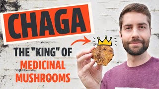 Why Chaga Is The quotKingquot Of Medicinal Mushrooms Inonotus obliquus [upl. by Dnumyar174]