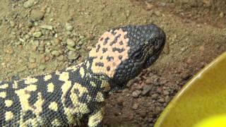 Gila Monster Drinking Egg Yolk [upl. by Elleraj315]