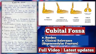 Cubital Fossa  Lateral Medial Roof Borders amp Clinical Relevance  Supracondylar Fracture [upl. by Attenwahs746]