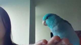 Parrotlet Singing and Dancing [upl. by Kenway]