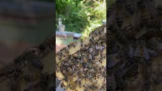 Black Mountain Honey F1 queen queenbee beekeepinguk beekeeping farming honey [upl. by Emiline]