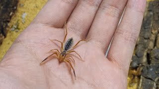 Galeodes Caspius  Camel Spider  Nhện Lạc Đà  Dòng Nhện Sa Mạc Cực Ngầu Lòi [upl. by Charlet933]