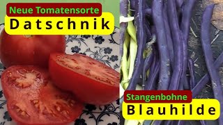 NeueTomatesorte Datschnik amp Stangenbohne Blauhilde [upl. by Einhoj]