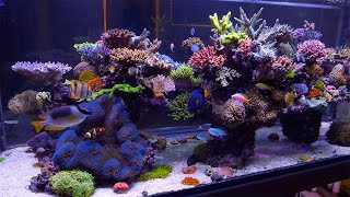 The Best Reef in Australia  Evan Luos Glorious SPS Aquarium [upl. by Vaughan481]