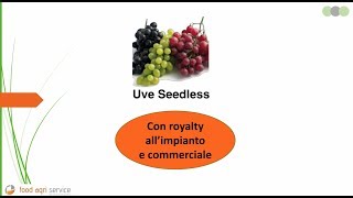 Uva da tavola  quotSeedless e brevettiquot  4  Con royalty allimpianto e commerciale [upl. by Corvin]