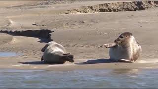 Seal laughing at his friend [upl. by Saundra]