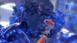 Vanderbuilt Chromis with Anthias [upl. by Egduj]