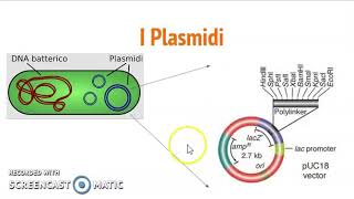 Plasmidi per il DNA ricombinante [upl. by Schroeder]