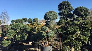 Ilex Crenata ‘Kimne’ Bonsai Cloud Tree Japanese Holly [upl. by Blaise]