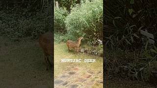 THIS IS MUNTJAC  japan muntjac deer selfseasoned wildlife bambi [upl. by Ahsenac]