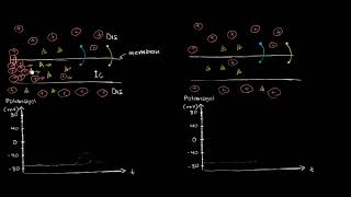 Elektrotonik Potansiyeller ve Aksiyon Potansiyelleri Biyoloji Kimya [upl. by Mira410]